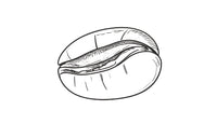Hand-drawn sketch of a coffee bean with detailed line art