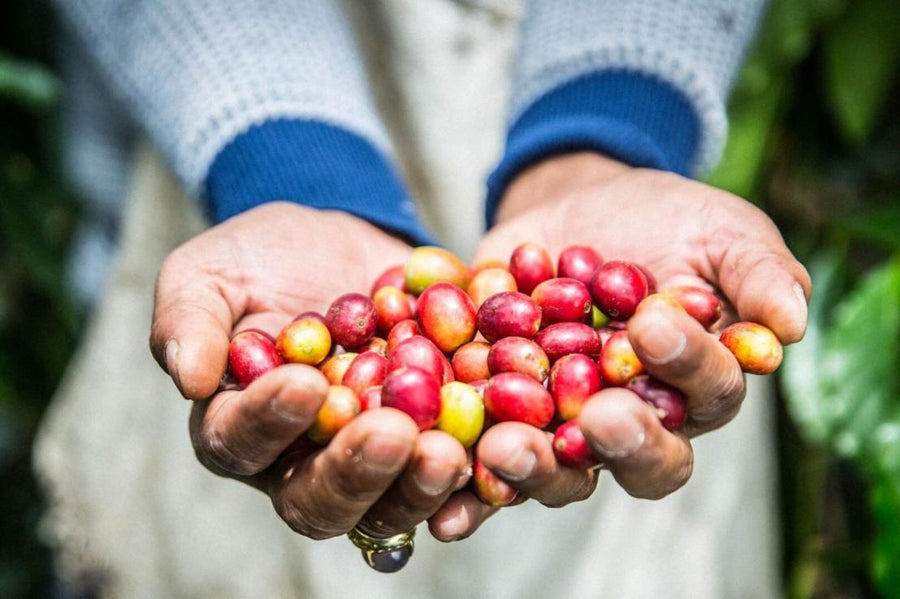hands holding coffee beans
